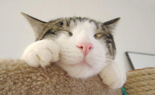 娱乐吃瓜酱社恐猫咪